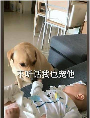 如果狗狗犯错怎么办？拉布拉多的表现太搞笑了（怎么可以错过）拉布拉多认错的表现，