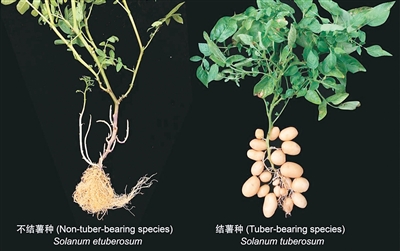 揭开马铃薯身世之谜（学会了吗）马铃薯的一生，