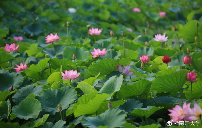 2025全国大学英语四六级成绩查询今日启动，官方核心指南助考生高效查分规划未来（怎么可以错过）2020年下半年大学英语四六级成绩查询，